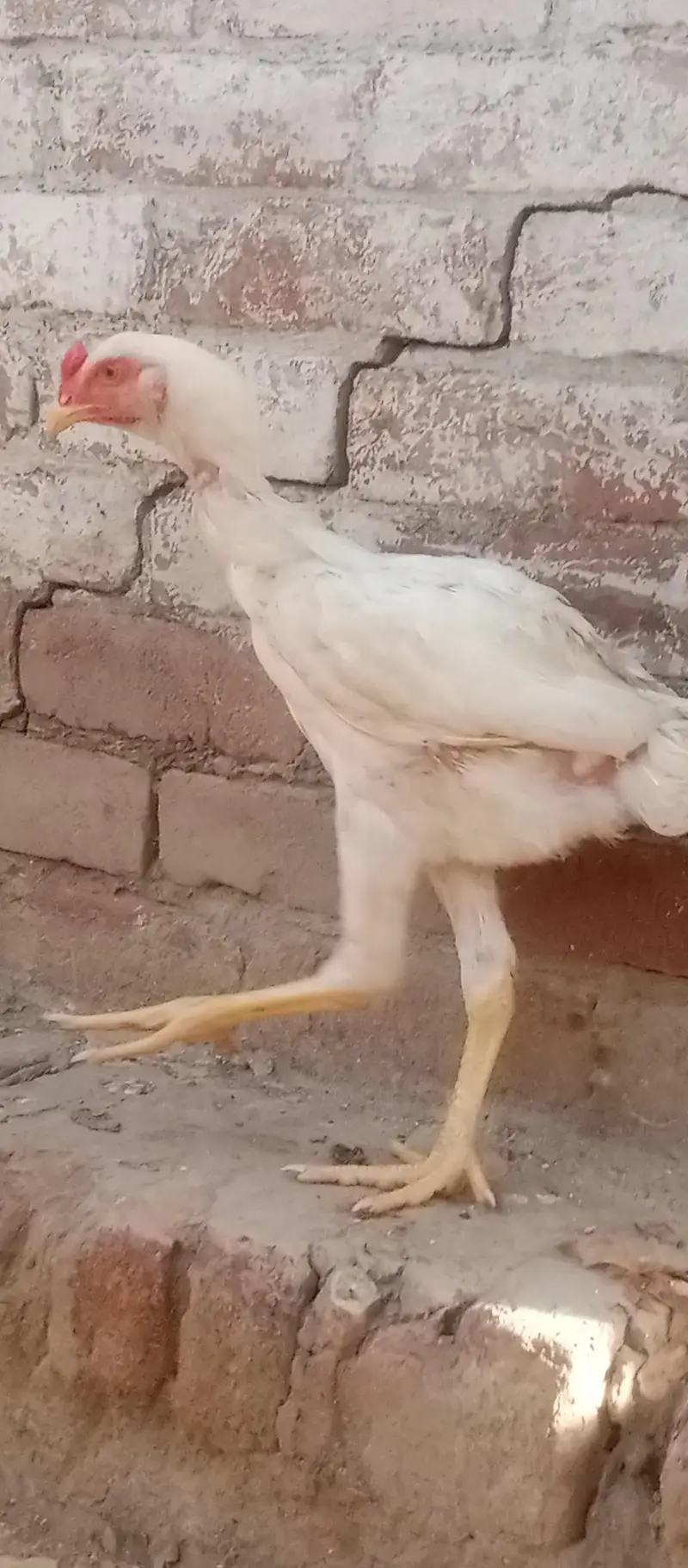 Shamu white breed desi kharak se pale hue hain — photo 9