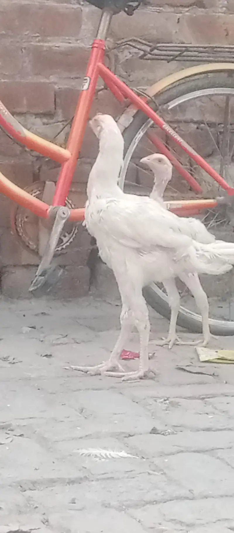 Shamu white breed desi kharak se pale hue hain — photo 10