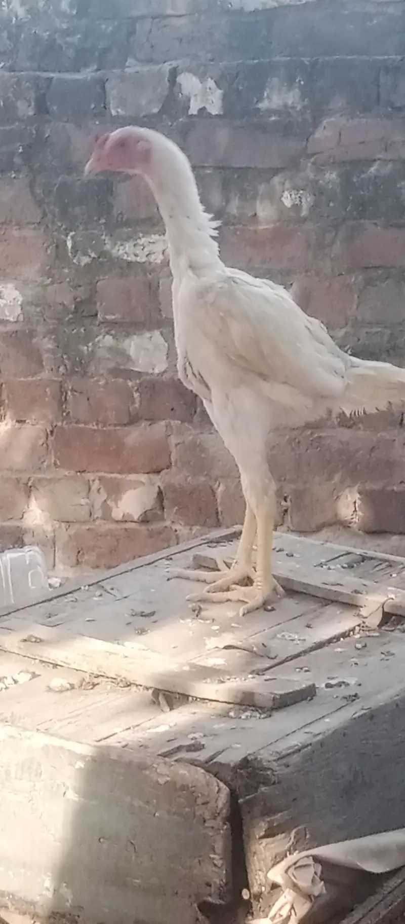 Shamu white breed desi kharak se pale hue hain — photo 11