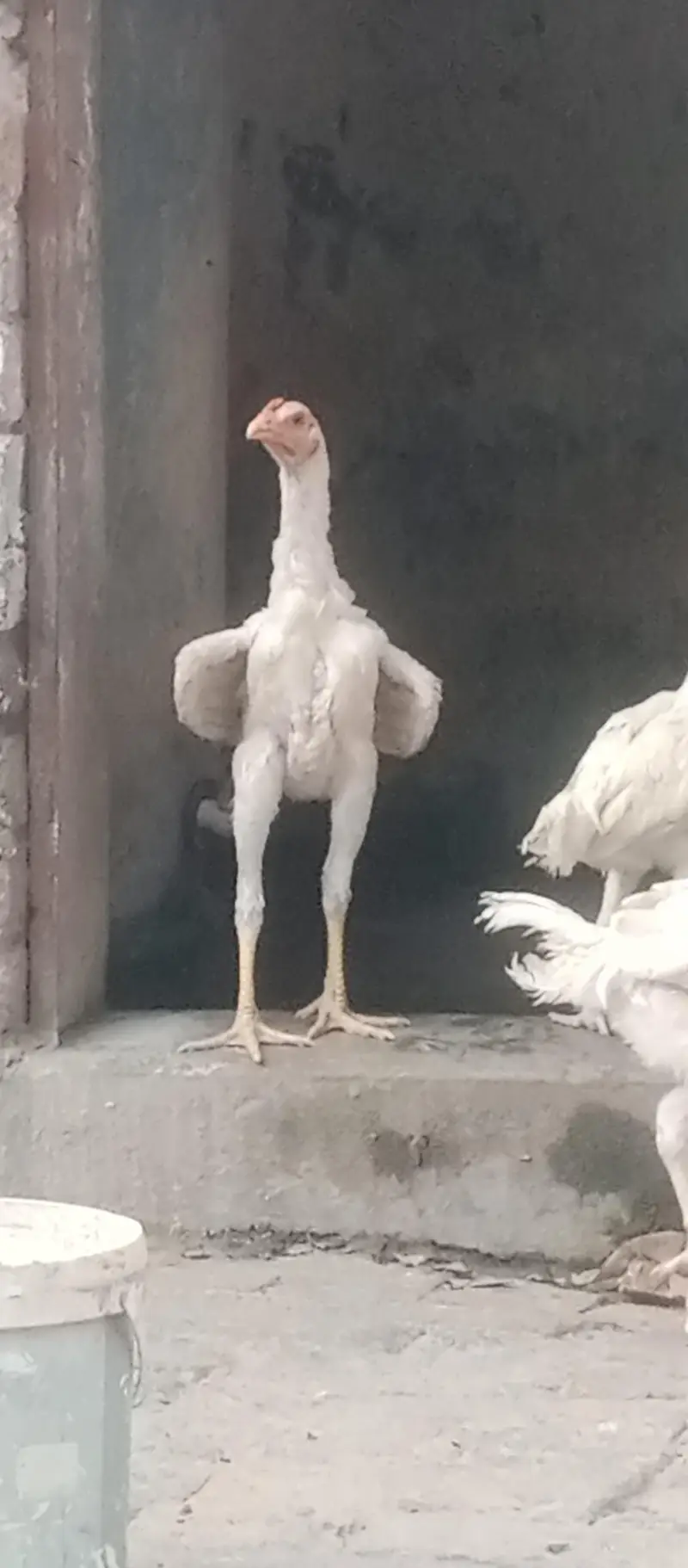 Shamu white breed desi kharak se pale hue hain — photo 12
