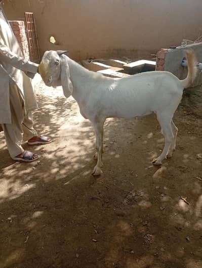 rajanpuri cross breed