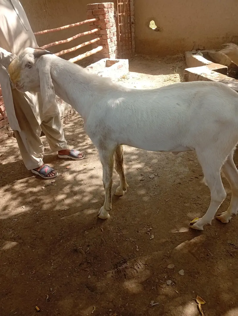 rajanpuri cross breed — photo 2