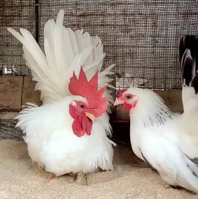 Japanese Bantam Fancy Hens For sale