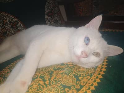 I don't know the breed I got it as a gift (read description first)
