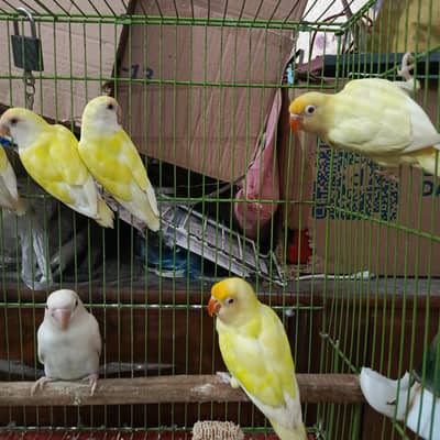 love birds  pieces healthy active beautiful colour