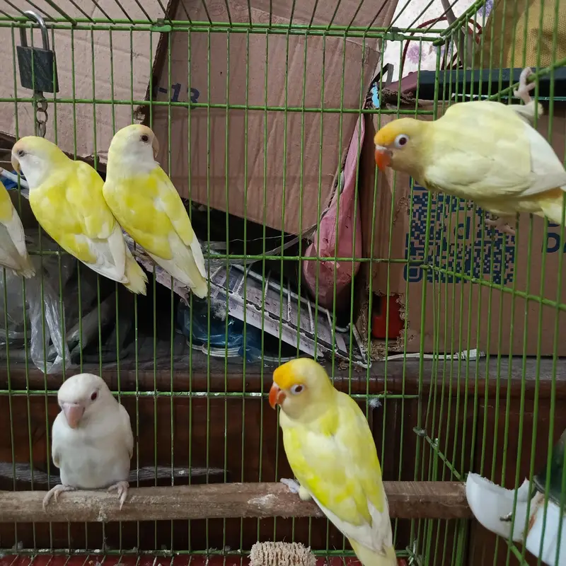 love birds  pieces healthy active beautiful colour — photo 2