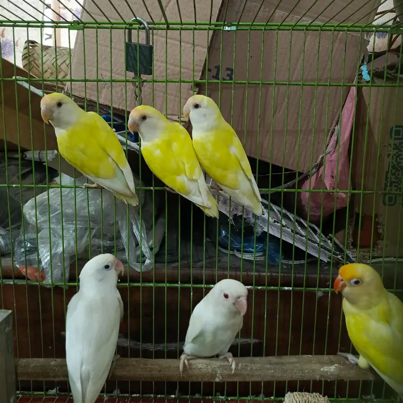 love birds  pieces healthy active beautiful colour — photo 3