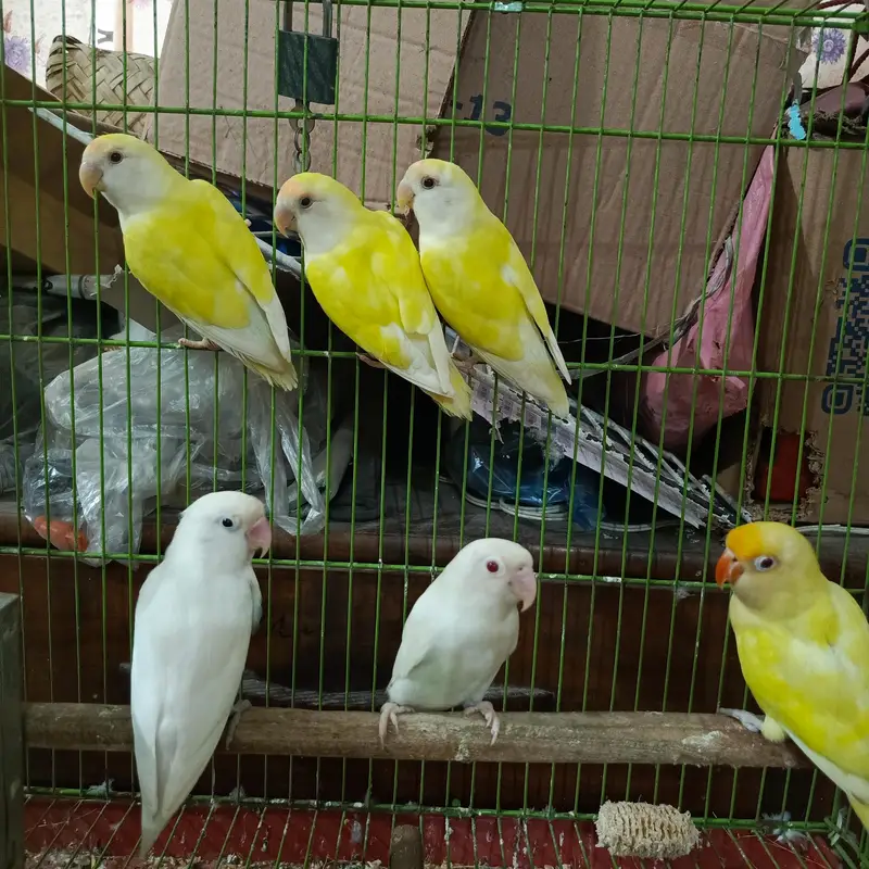 love birds  pieces healthy active beautiful colour — photo 4