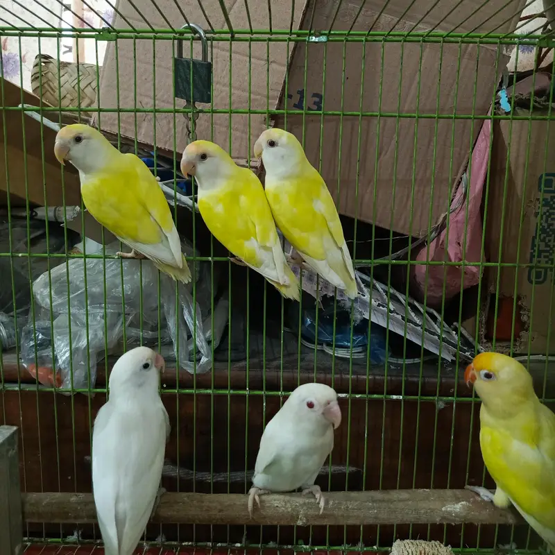 love birds  pieces healthy active beautiful colour — photo 5