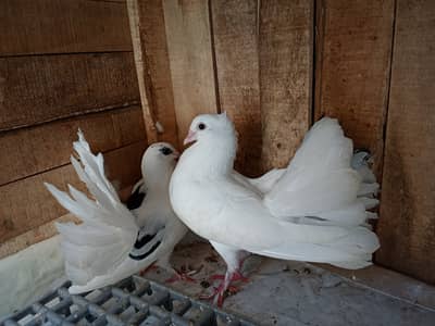 Pigeon 2 Month age