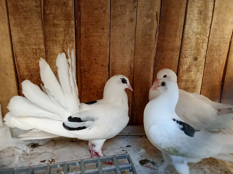 Pigeon 2 Month age — photo 2