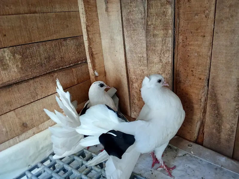 Pigeon 2 Month age — photo 3