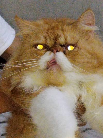 Persian Peki Punch Face Male