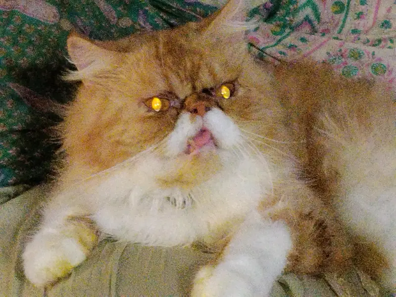 Persian Peki Punch Face Male — photo 2