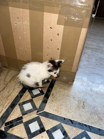 Male and female cats for sale