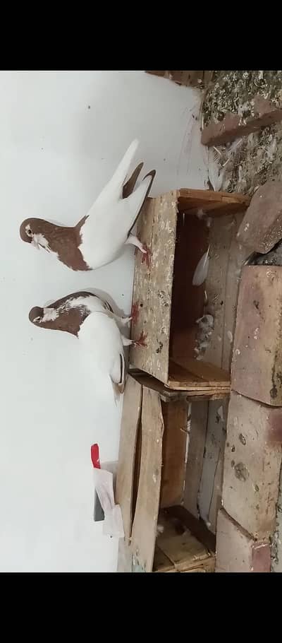 Laal khal alfai breeder pair available with chicks