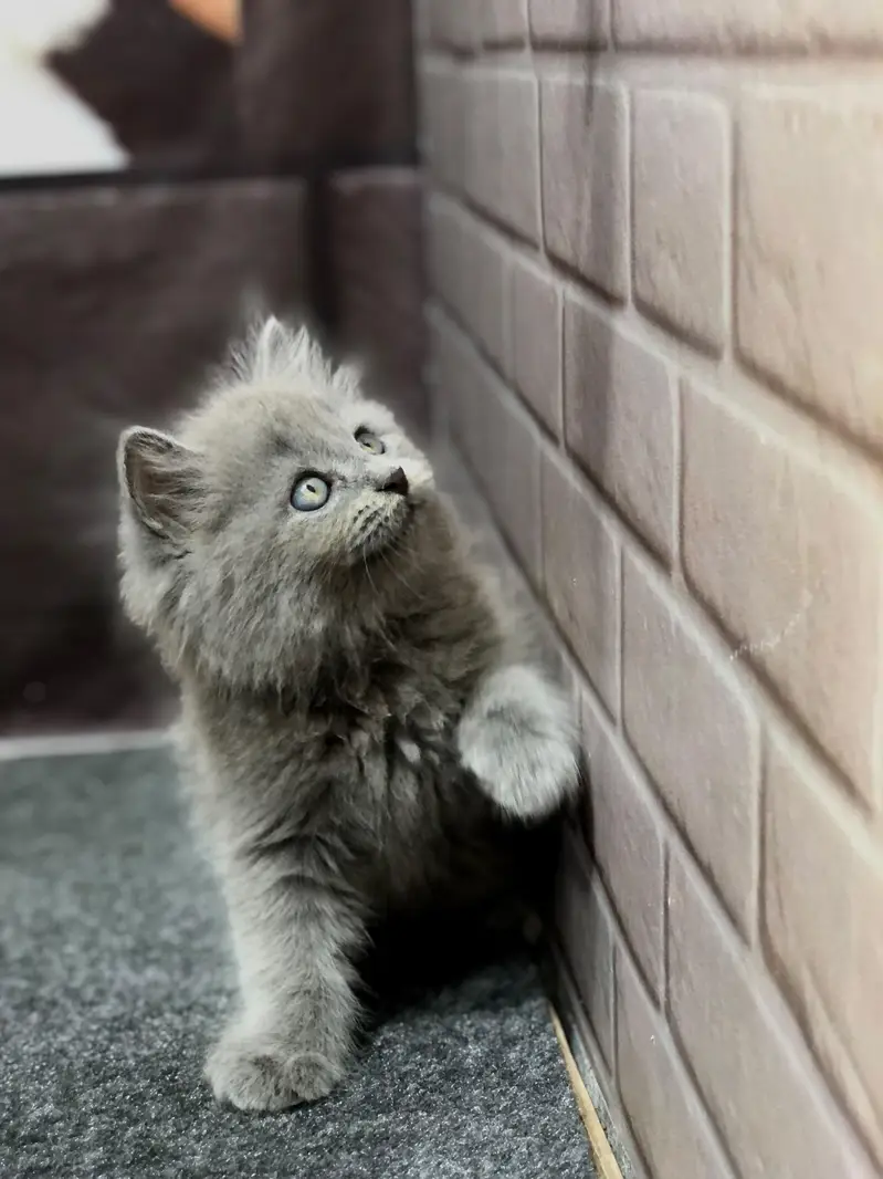 Cash on delivery persian cats & Kittens Available- Healthy & Playfull — photo 2