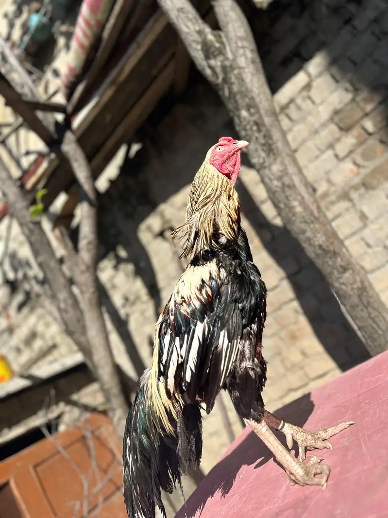 jawa murga — photo 3