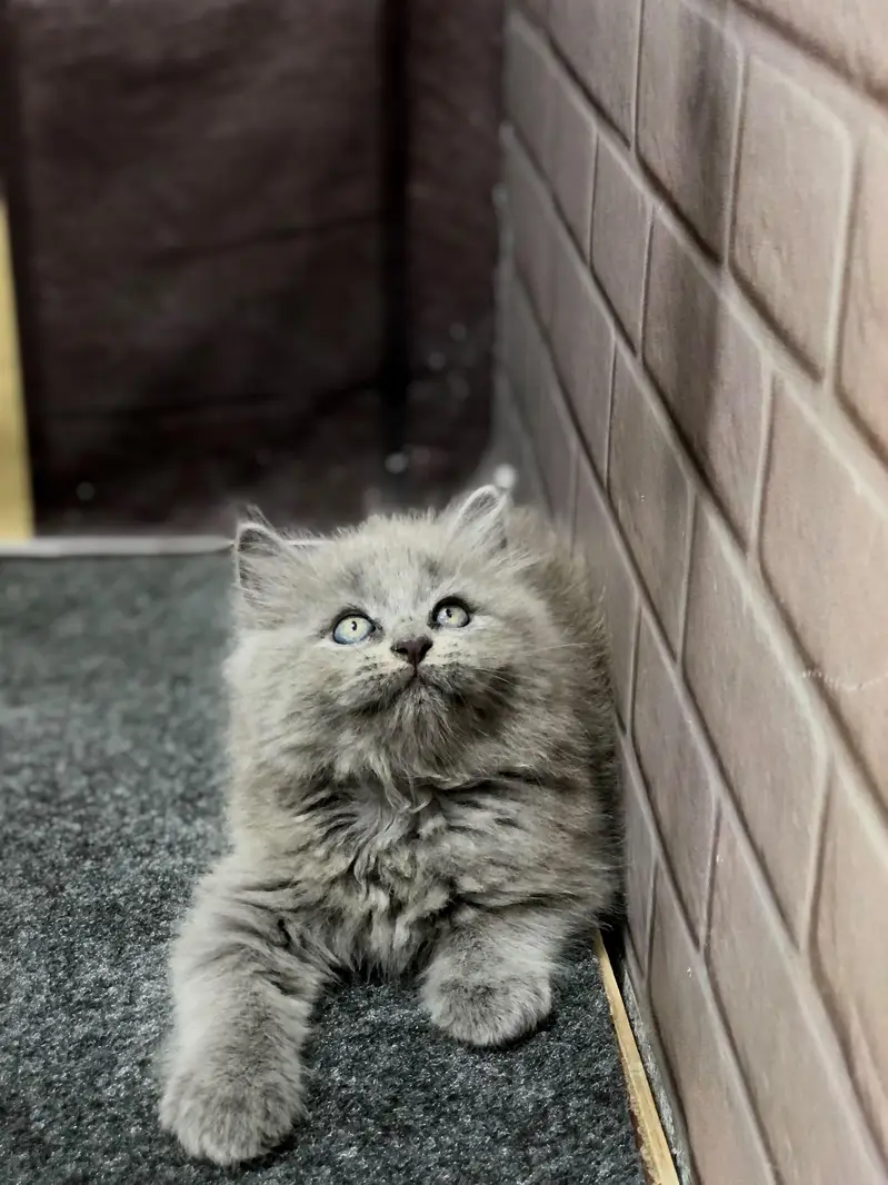 Cash on delivery persian cats & Kittens Available- Healthy & Playfull — photo 2