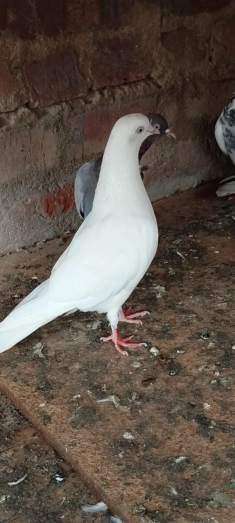 Patti wale — photo 8