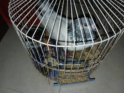 domestic pegion /columba livia