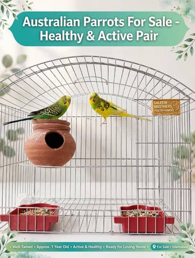 healthy and active budgie pair