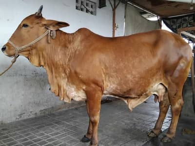 CHOLISTANI COW PREGNANT WITH BRAHMAN INSEMINATED 03022110311