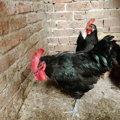 1 Murgha 2 Hens