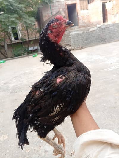 Turkish hint madi big size  03418538942
