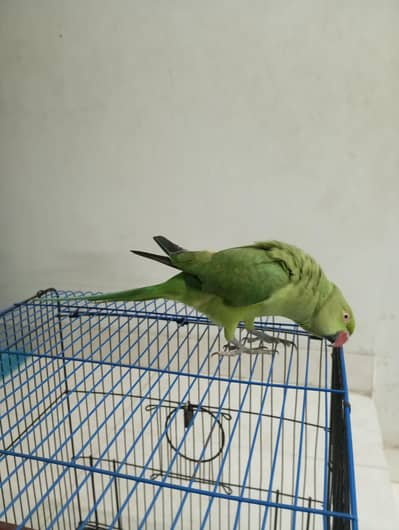 ringneck parrot