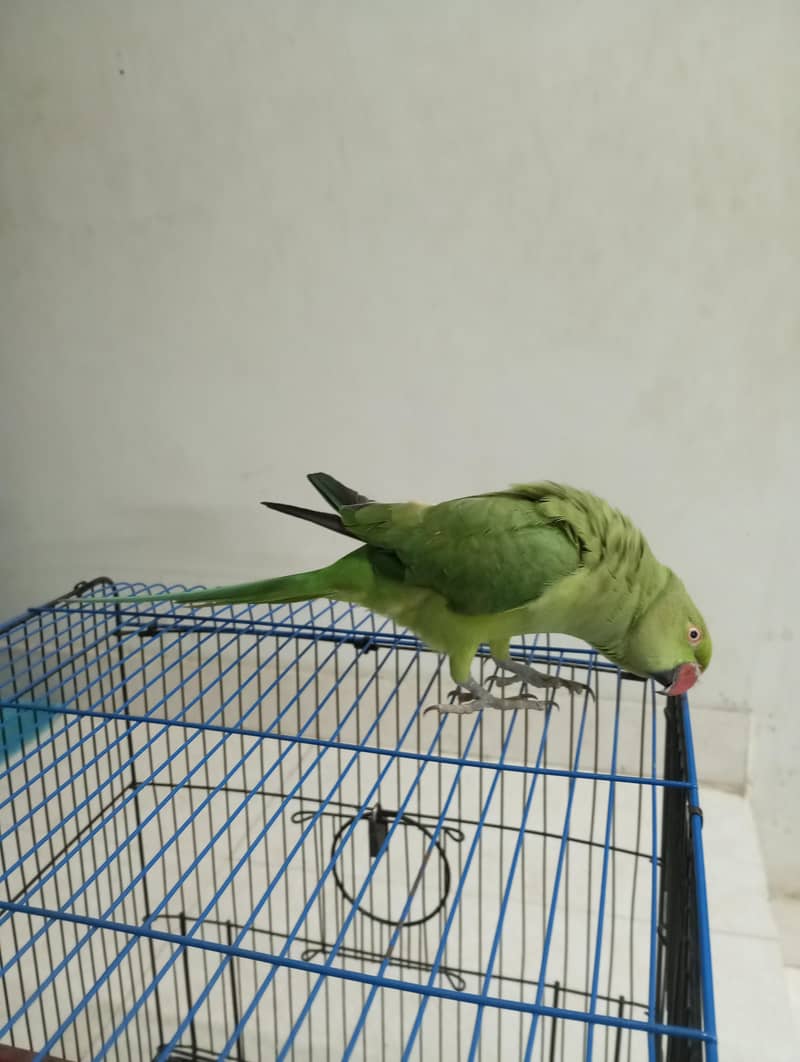 ringneck parrot 0