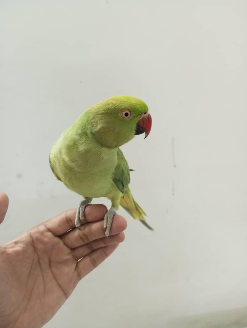 ringneck parrot 1