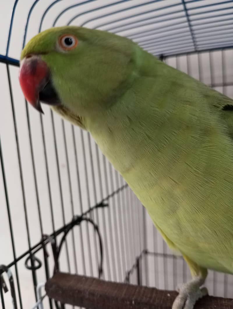 ringneck parrot 2