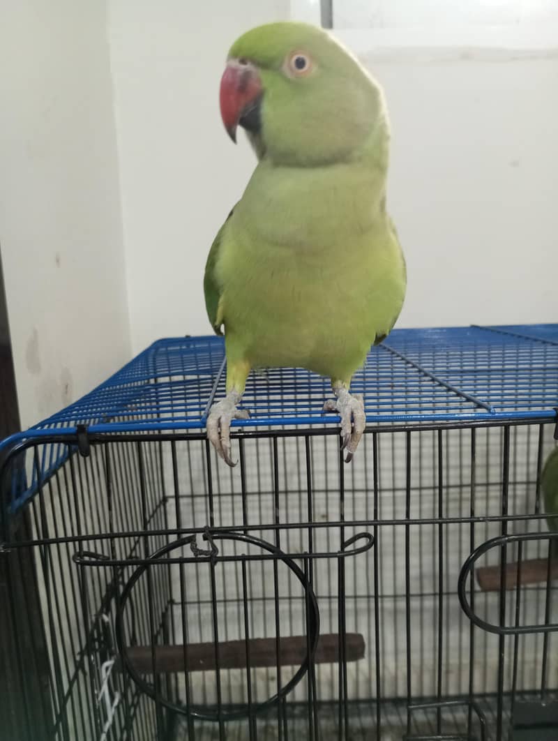 ringneck parrot 3