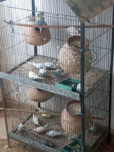 Budgies parrots for sale with cage