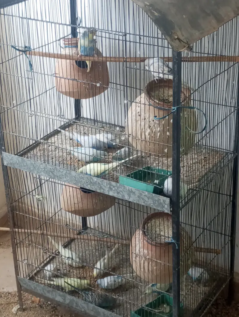 Budgies parrots for sale with cage — photo 2