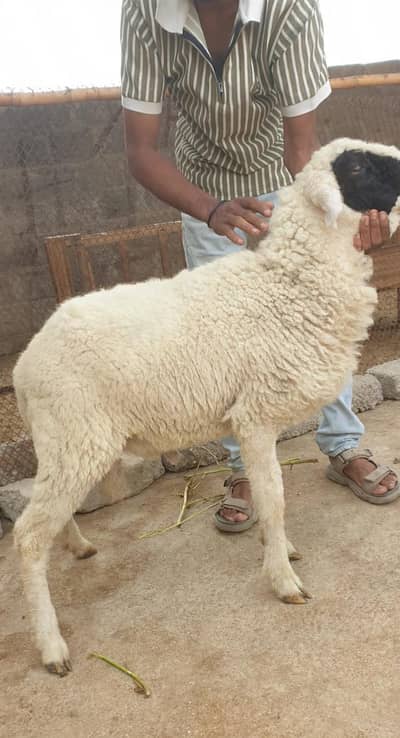 dumba for sale  price 72  03144990900