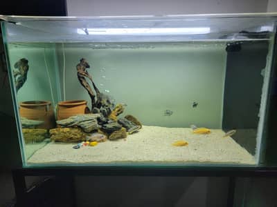 Aquarium with fishes