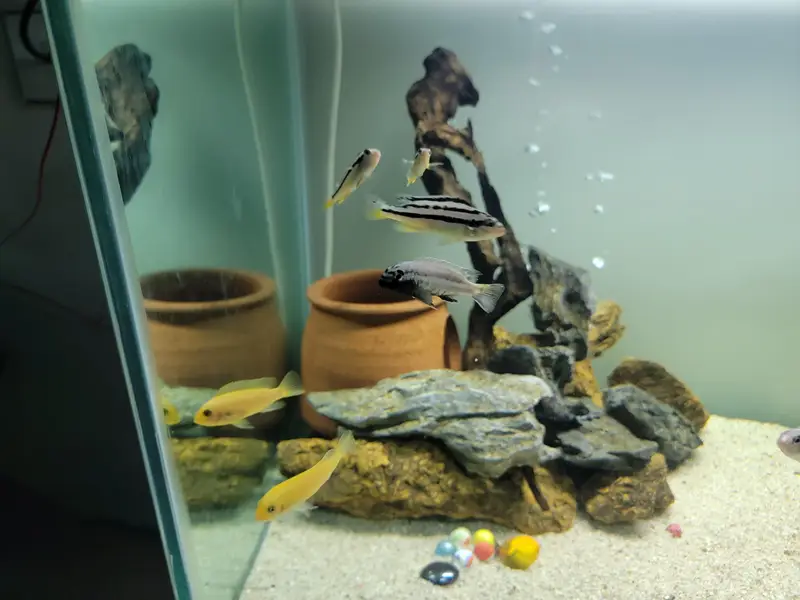 Aquarium with fishes — photo 2