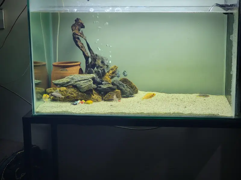 Aquarium with fishes — photo 4