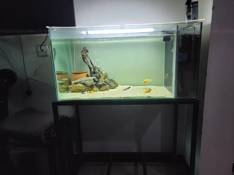 Aquarium with fishes — photo 5