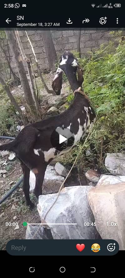 Female goat