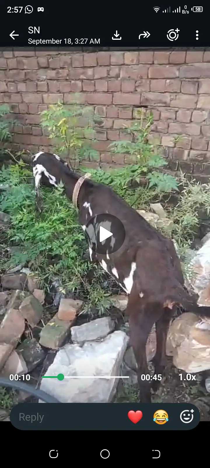 Female goat — photo 3