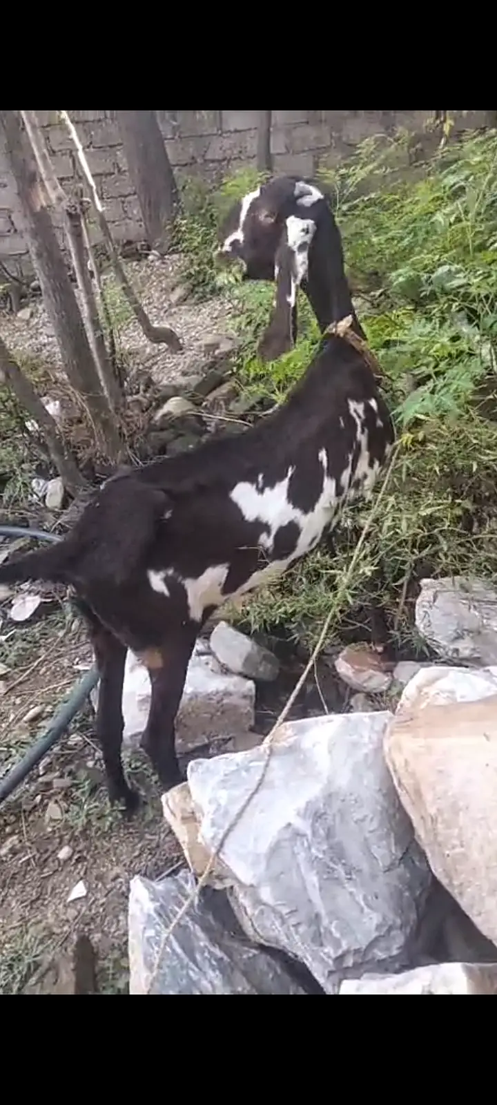 Female goat — photo 4
