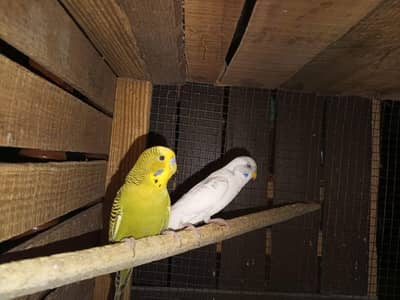 Budgies Parrots For Sale