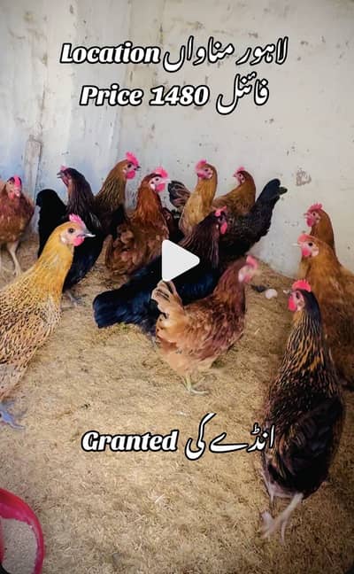 Golden Mesri/ Desi /Murdi