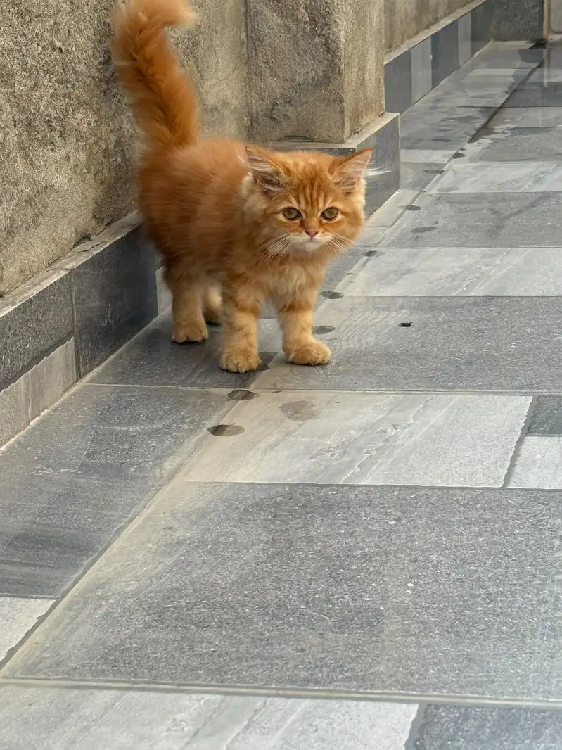 Persian kitten / triple coated persian kitten / Persian cat — photo 2