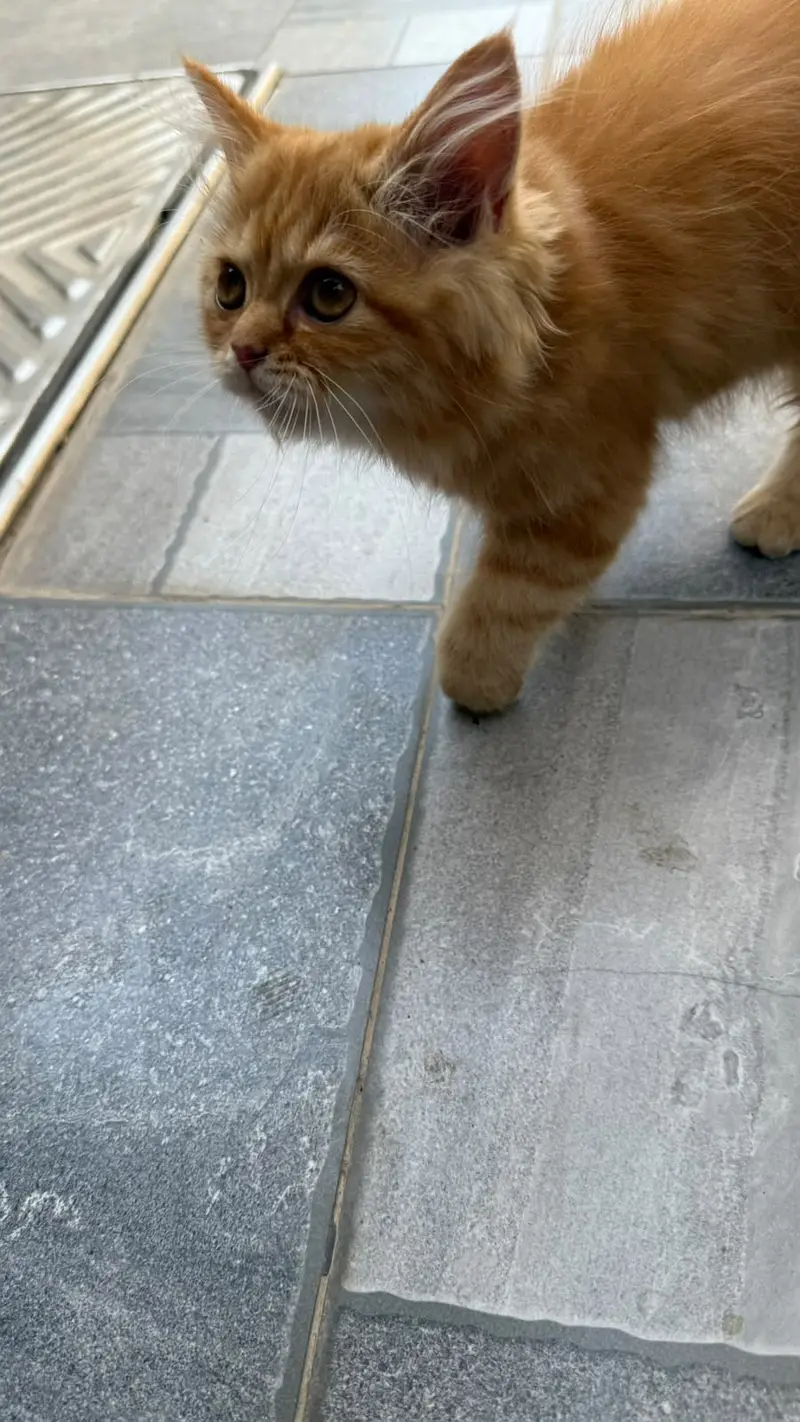 Persian kitten / triple coated persian kitten / Persian cat — photo 3