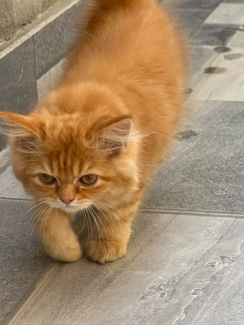 Persian kitten / triple coated persian kitten / Persian cat — photo 4