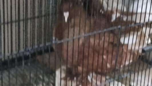 breeder male
